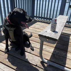 Delta Marina Yacht Harbor - Doggo enjoying the day