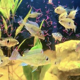 Juvenile Geophagus sveni looking amazing! Juvenile Geophagus sveni looking amazing!