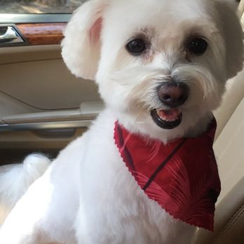 Happy Tails - Happy Rice by Happy tails! - Pet Groomers Near Me - Los Angeles, California