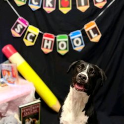 South Paws Dog Resort - Photo day at South Paws