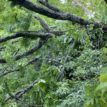 Andrews Tree Service - Tree Services Near Me - Cassville, Missouri