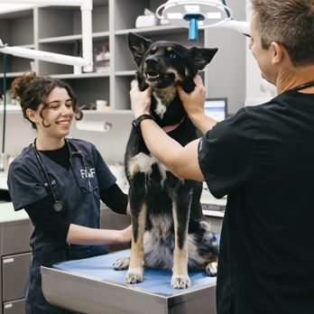 Felix&Fido Veterinary Care - Issaquah - Veterinarians Near Me - Issaquah, Washington Felix&Fido Veterinary Care - Issaquah - Veterinarians Near Me - Issaquah, Washington