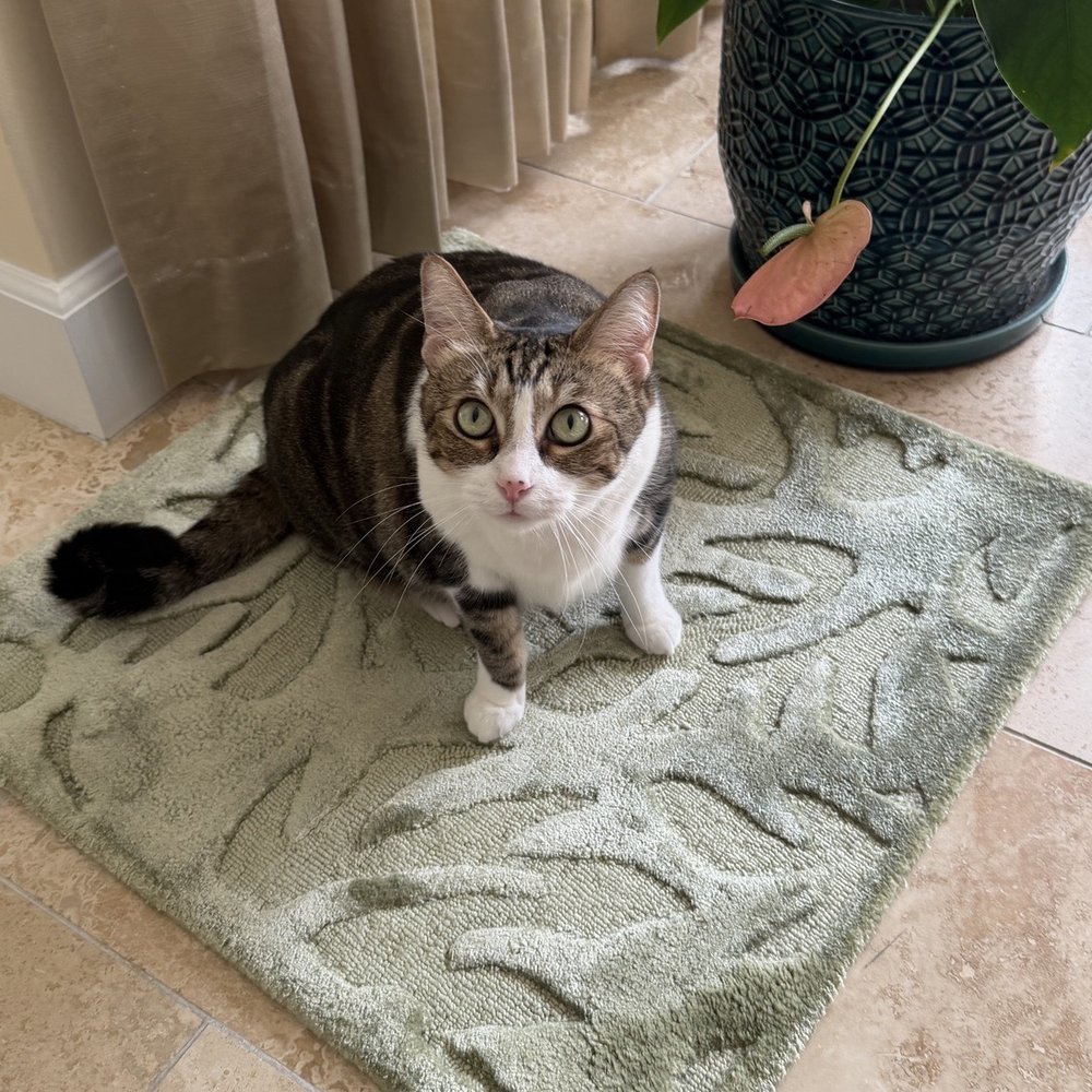 Indich Collection - Our cat Anna enjoying her new rug! Thank you Bill - Home Decor Near Me - Honolulu, Hawaii