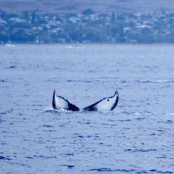 Pacific Whale Foundation - Community Service/Non-Profit Near Me - Wailuku, Hawaii Pacific Whale Foundation - Community Service/Non-Profit Near Me - Wailuku, Hawaii