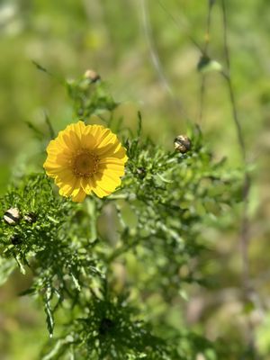 Kenneth Hahn State Recreation Area by null