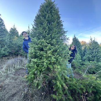 Frosty's Christmas Tree Farm - Great selection of trees - Christmas Trees Near Me - Los Gatos, California