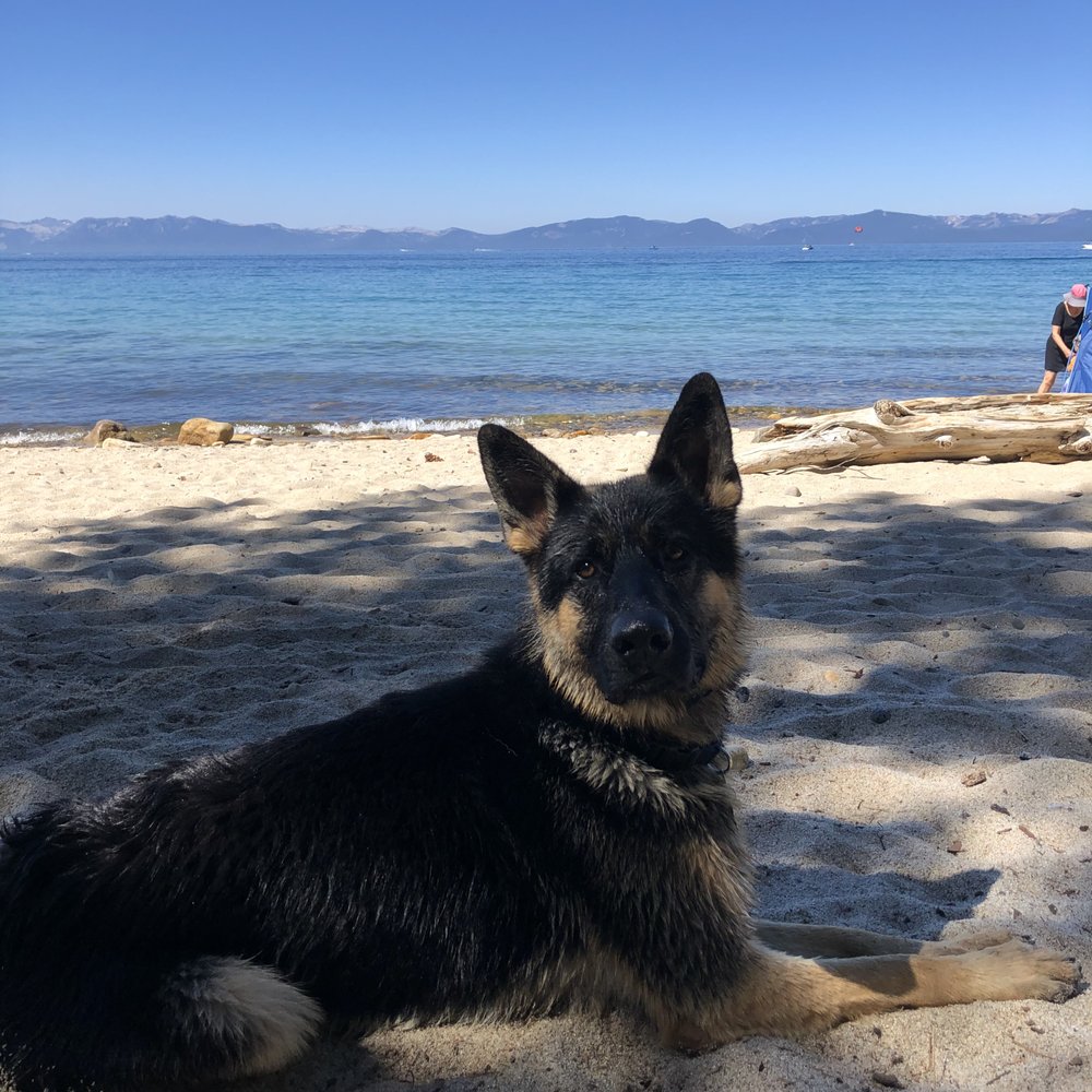 Off leash at Lake Tahoe!! You can't tell from this photo, but there were a lot of dogs/people, and he was awesome! Off leash at Lake Tahoe!! You can't tell from this photo, but there were a lot of dogs/people, and he was awesome!