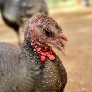 Farm Sanctuary - Animal Shelters Near Me - Acton, California Farm Sanctuary - Animal Shelters Near Me - Acton, California