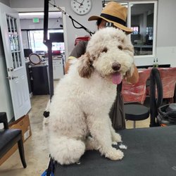 C U Pet Grooming - Spencer being the happiest guy!