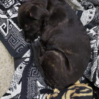 Sacramento SPCA - Nala - Animal Shelters Near Me - Sacramento, California Sacramento SPCA - Nala - Animal Shelters Near Me - Sacramento, California