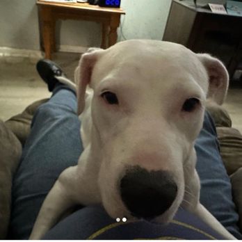 PEGGY ADAMS ANIMAL RESCUE LEAGUE - Updated September 2024 - 95 Photos