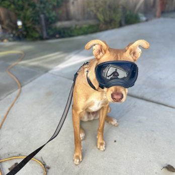 AK Auto - AK Auto's Mascot in his tactical tinted shades - Auto Repair Near Me - Alameda, California AK Auto - AK Auto's Mascot in his tactical tinted shades - Auto Repair Near Me - Alameda, California