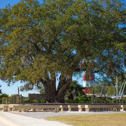 Peddling Pelican Bike Rentals - The Harbourtown Lighthouse behind a beautiful live oak tree in Sea Pines Plantation.