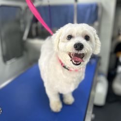 Doggie Barber Pet Spa
