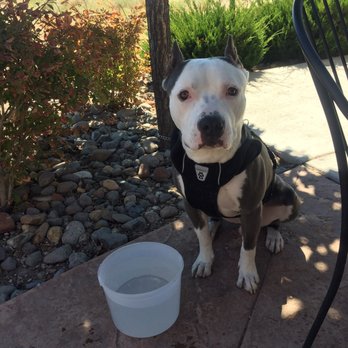 Squeeze In - Jago enjoying his water. Such a thoughtful gesture! - Breakfast & Brunch Near Me - Reno, Nevada Squeeze In - Jago enjoying his water. Such a thoughtful gesture! - Breakfast & Brunch Near Me - Reno, Nevada