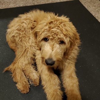 Dogland - The before picture, that's one shaggy dog! - Pet Training Near Me - Albuquerque, New Mexico