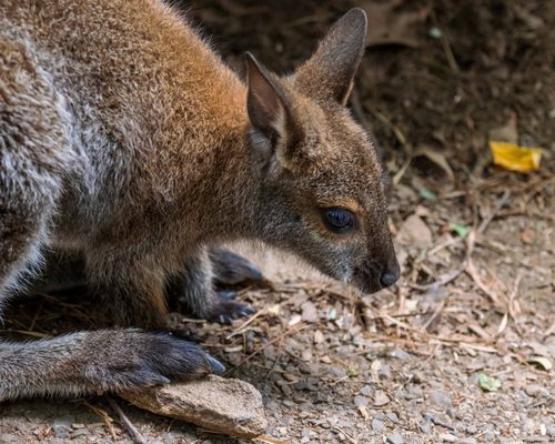 Pittsburgh Zoo & Aquarium by null