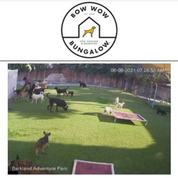 Bow Wow Bungalow - My babies enjoying playtime outside with all the dogs @ BWB!!! - Pet Sitting Near Me - Burbank, California