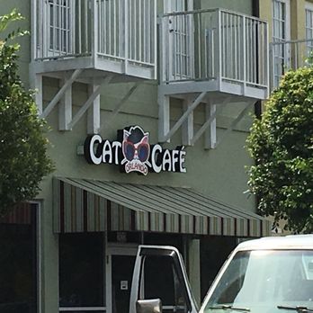 Orlando Cat Cafe - Animal Shelters Near Me - Clermont, Florida Orlando Cat Cafe - Animal Shelters Near Me - Clermont, Florida