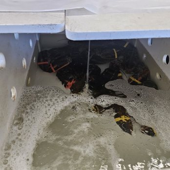 Little Harbor Lobster - Lobsters in Tanks - Seafood Markets Near Me - Marblehead, Massachusetts Little Harbor Lobster - Lobsters in Tanks - Seafood Markets Near Me - Marblehead, Massachusetts