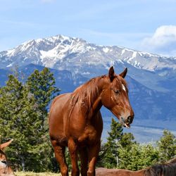 Flying Pig Adventures: Yellowstone Whitewater Rafting