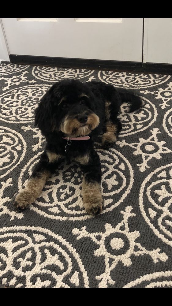 TOP TO TAIL DOG GROOMING 54 Photos & 42 Reviews 311 E County Line