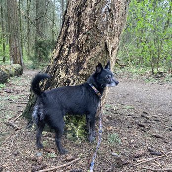 Powell Butte Nature Park - Scout on the Dogwood Trail - Parks Near Me - Portland, Oregon