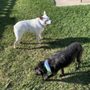 Photo of The Standard Canine Spa