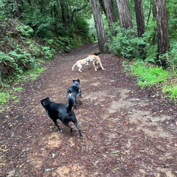Precious Pets Animal Care - I want his life... lol - Dog Walkers Near Me - Sausalito, California