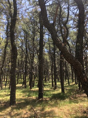 Great Island Trail by null