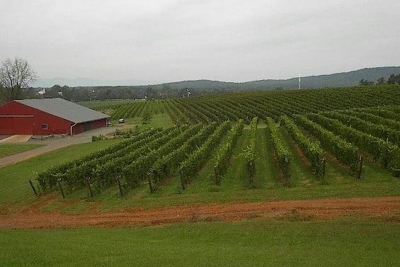 Barboursville Vineyards by null