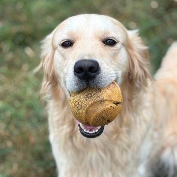 J&M Critter Care - Pet Sitting Near Me - Weldon, Illinois J&M Critter Care - Pet Sitting Near Me - Weldon, Illinois