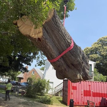 Blanford's Tree Service - Tree Removal - Tree Services Near Me - Colora, Maryland Blanford's Tree Service - Tree Removal - Tree Services Near Me - Colora, Maryland