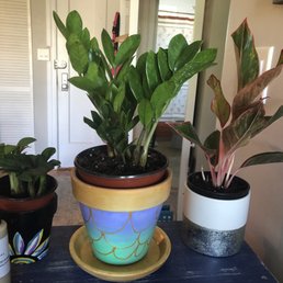 Zenzi, ZZ, Siam aurora aglaonema, fish emulsion fertilizer.  These will eventually be planted into their permanent pots.