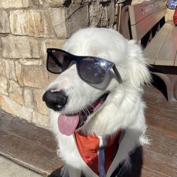 Saddle Ranch - Dog - Steakhouses Near Me - Orange, California Saddle Ranch - Dog - Steakhouses Near Me - Orange, California