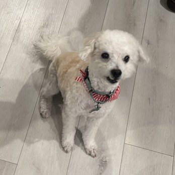 Shampooch Pet Grooming - Poodle mix - Pet Groomers Near Me - Chula Vista, California Shampooch Pet Grooming - Poodle mix - Pet Groomers Near Me - Chula Vista, California