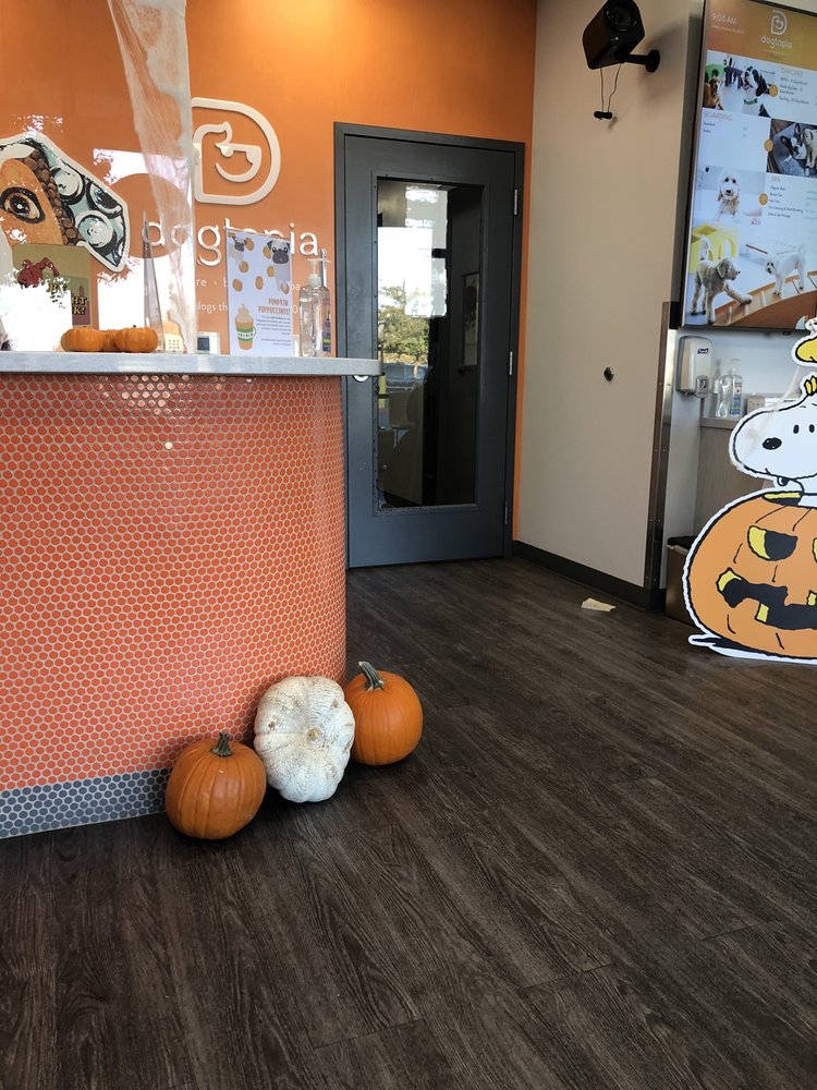 DOGTOPIA Updated September 2024 19 Photos & 41 Reviews 6671