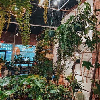 UPshining Houseplant Shop - Nurseries & Gardening Near Me - Schenectady, New York UPshining Houseplant Shop - Nurseries & Gardening Near Me - Schenectady, New York