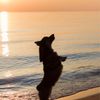 P J Hoffmaster State Park gift card