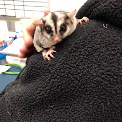 All Creatures Veterinary Emergency Clinic - Sugar Glider