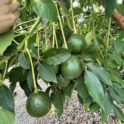 Hashimoto Persimmon Farm - So many avocados
