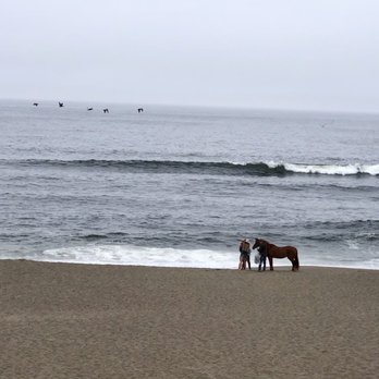 Point Reyes Beach North - 07/16/2020: Somebody brought their horse to the beach - Beaches Near Me - Inverness, California Point Reyes Beach North - 07/16/2020: Somebody brought their horse to the beach - Beaches Near Me - Inverness, California