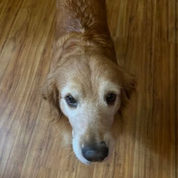 Topanga Veterinary Clinic - My sweet Mooshoo all happy and able to eat properly after coming back! - Veterinarians Near Me - Chatsworth, California Topanga Veterinary Clinic - My sweet Mooshoo all happy and able to eat properly after coming back! - Veterinarians Near Me - Chatsworth, California