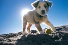Happy Tails - pet boarding facility in San Francisco, CA