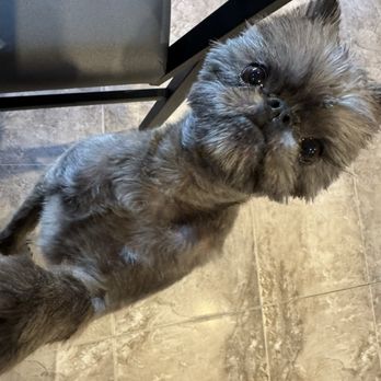 Love Paws - Donnie!! Loves his time with Ng and he looks great - Pet Groomers Near Me - Staten Island, New York Love Paws - Donnie!! Loves his time with Ng and he looks great - Pet Groomers Near Me - Staten Island, New York