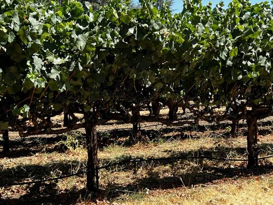 Tolenas Winery by null