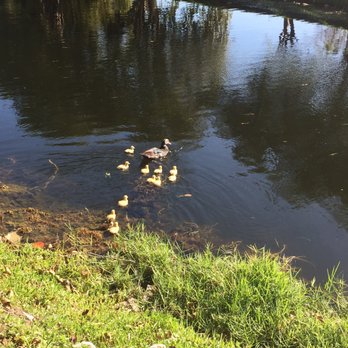 Coral Reef Park - Ducklings swimming with mom - Parks Near Me - Palmetto Bay, Florida Coral Reef Park - Ducklings swimming with mom - Parks Near Me - Palmetto Bay, Florida