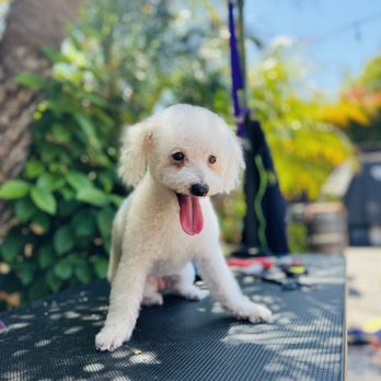 Danielle Grooms - Dematting + haircut - Pet Groomers Near Me - Colorado Springs, Colorado Danielle Grooms - Dematting + haircut - Pet Groomers Near Me - Colorado Springs, Colorado