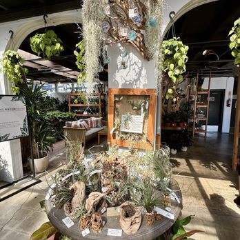 Roger's Gardens - Air plants 8/2025 - Nurseries & Gardening Near Me - Corona Del Mar, California