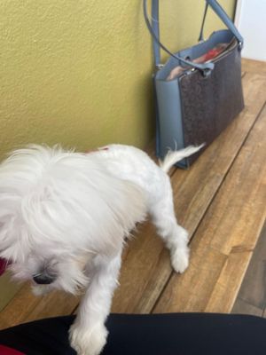 Lucky's Pet Care by null